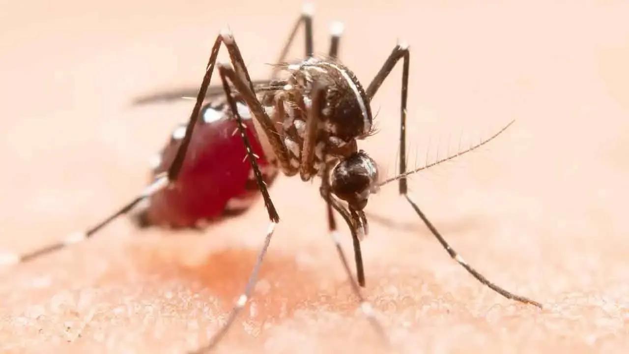 கடந்த மாதத்தில் 10,157 டெங்கு நோயாளர்கள் பதிவு