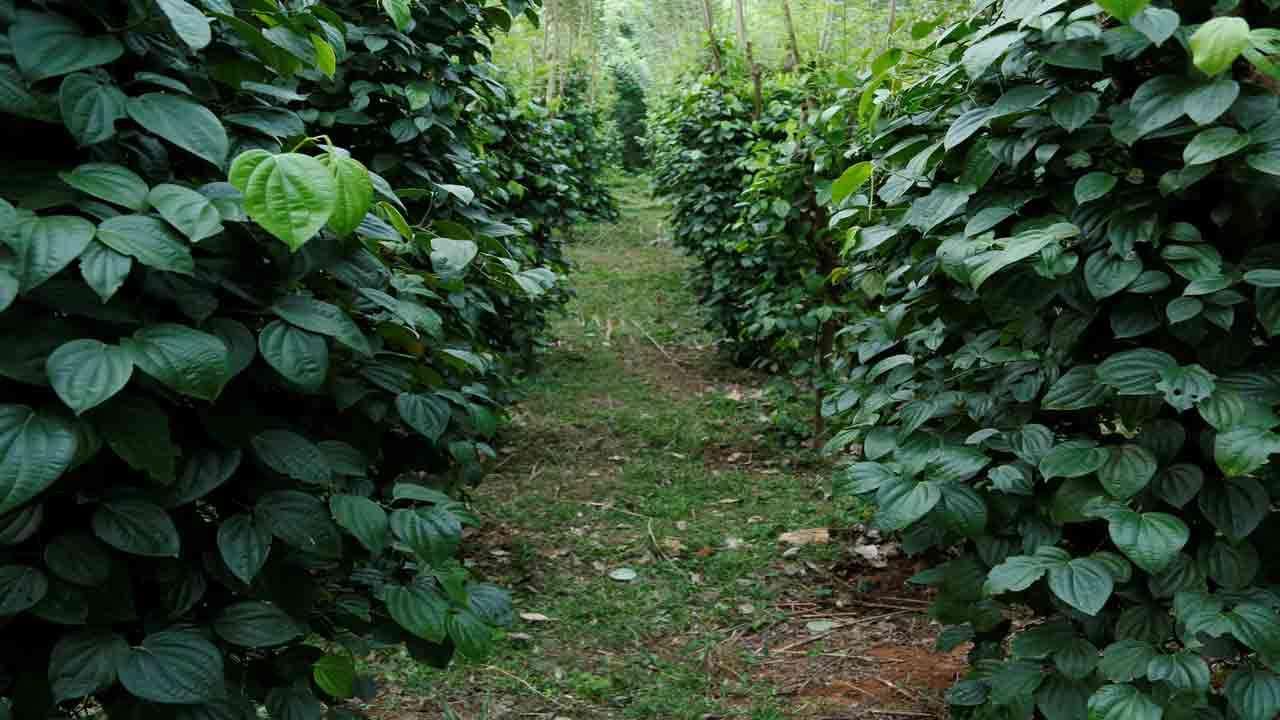 பெருந்தோட்ட உற்பத்தித்திறனை மேம்படுத்த தொழில்நுட்பத்தை கையில் எடுக்கும் மல்வத்தை வேலி பிளான்டேஷன்ஸ்