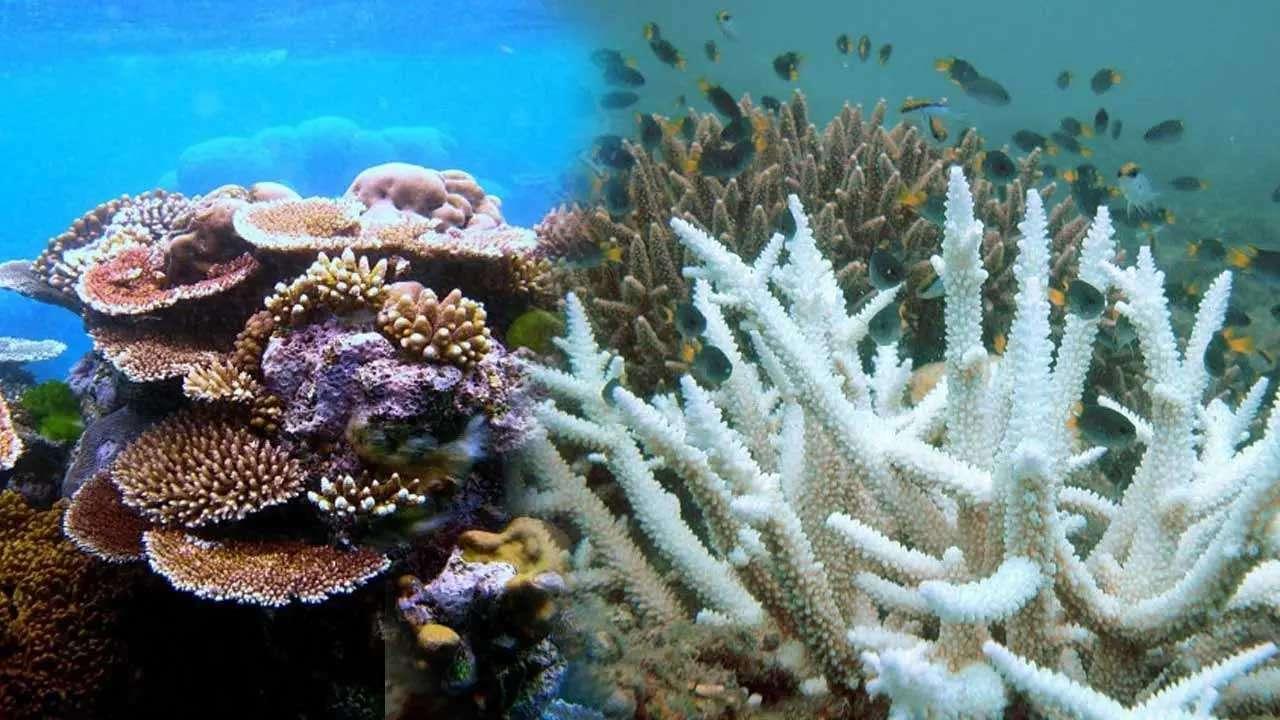 எல் நினோவினால் பவளப்பாறைகளுக்கும் பாதிப்பு
