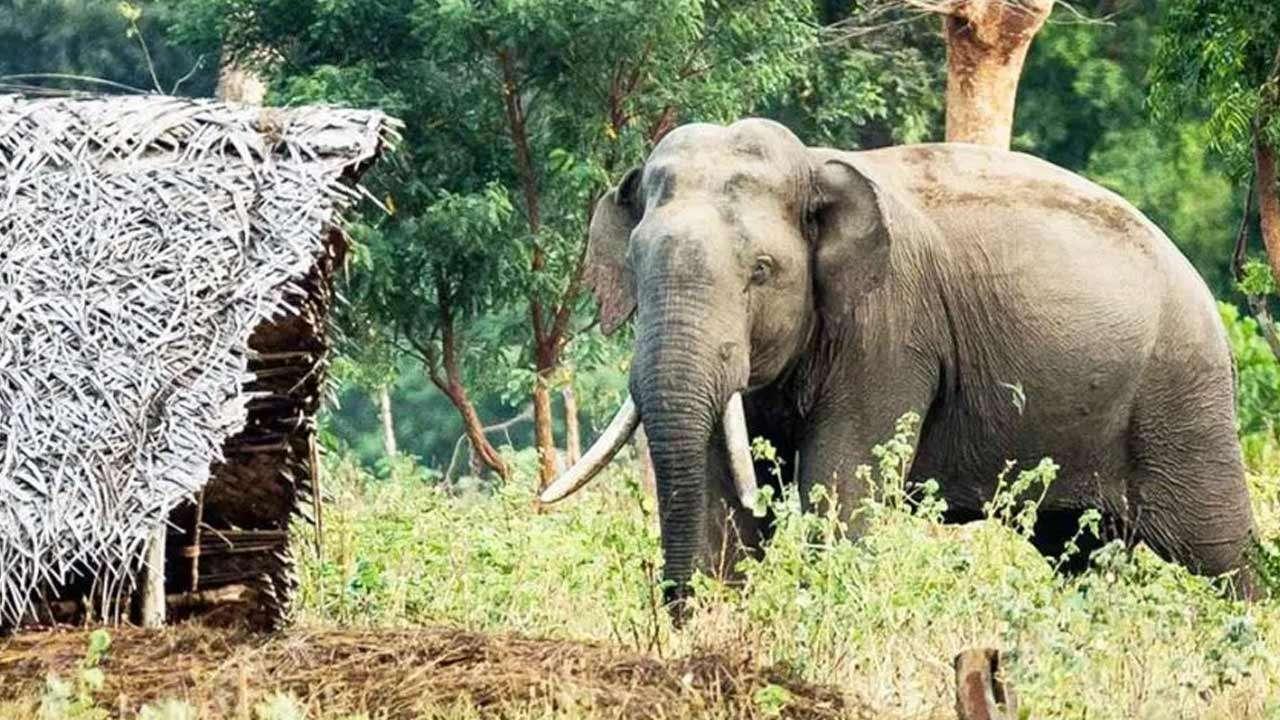 நாட்டில் மனித-யானை மோதல்கள் கணிசமாகக் குறைந்துள்ளன