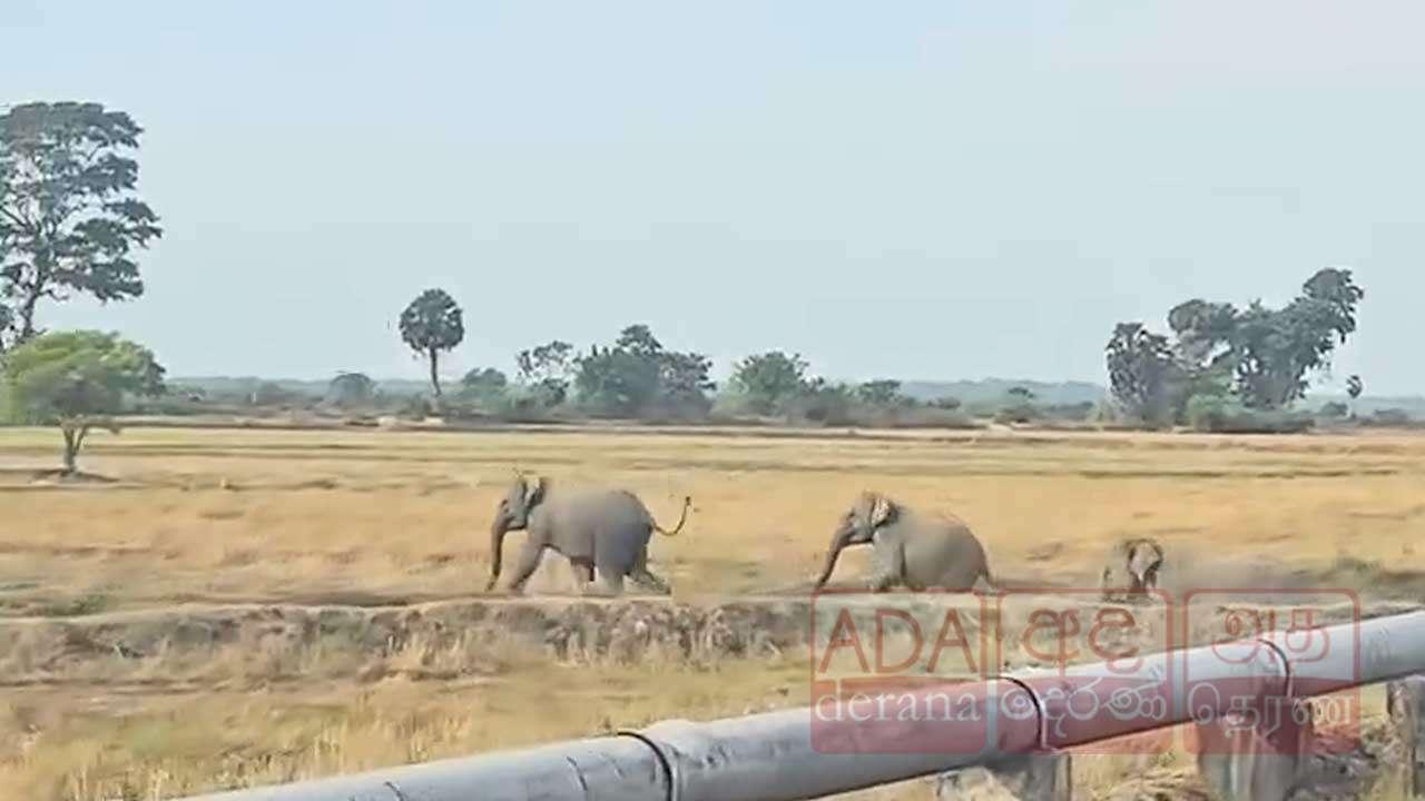 சம்மாந்துறையில் தீவிரமடையும் காட்டு யானைகளின் அட்டகாசம்!