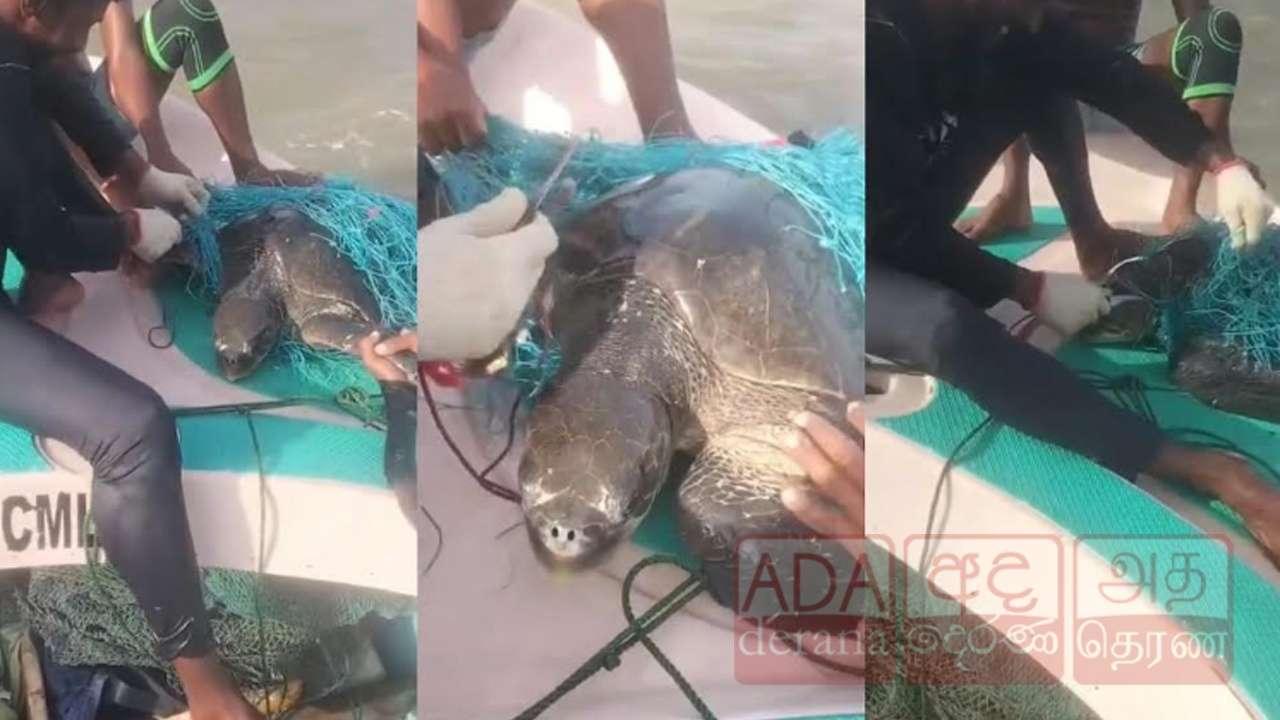 மன்னார் கடலில் வலையில் சிக்கிய ஆமை மீட்பு!