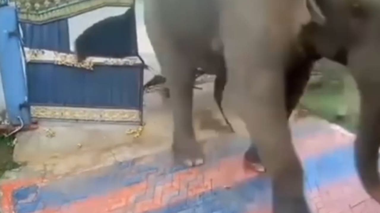 துணுக்காயில் திடீரென புகுந்த இரண்டு காட்டு யானைகள்!