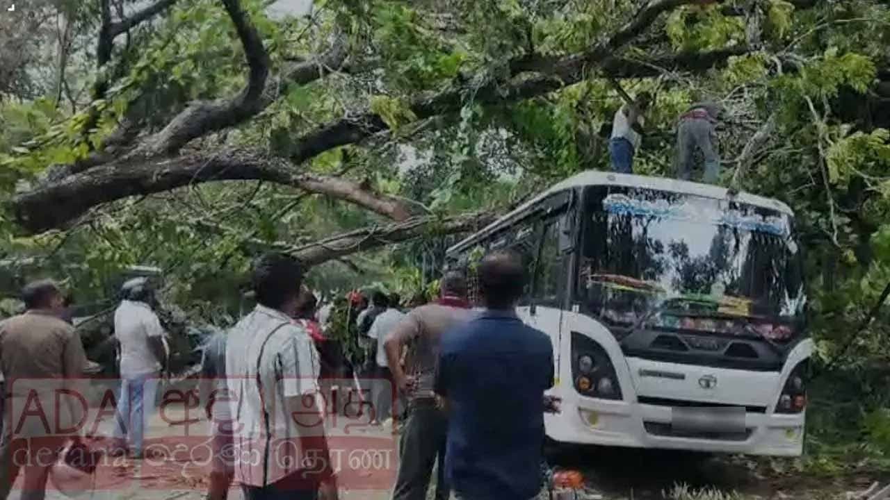 குருணாகலில் முறிந்து விழுந்த மரம்: 7 வாகனங்கள் சேதம்!