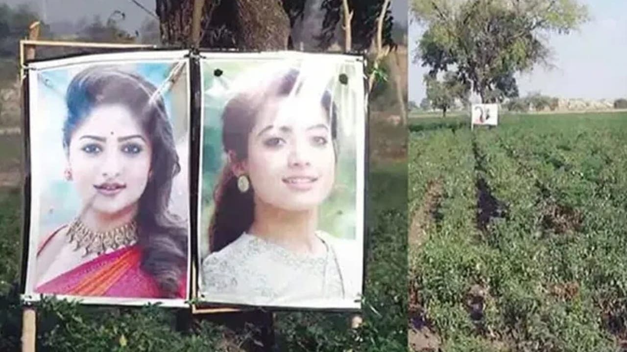 மிளகாய் தோட்டத்தில் 2 பிரபல நடிகைகள்!