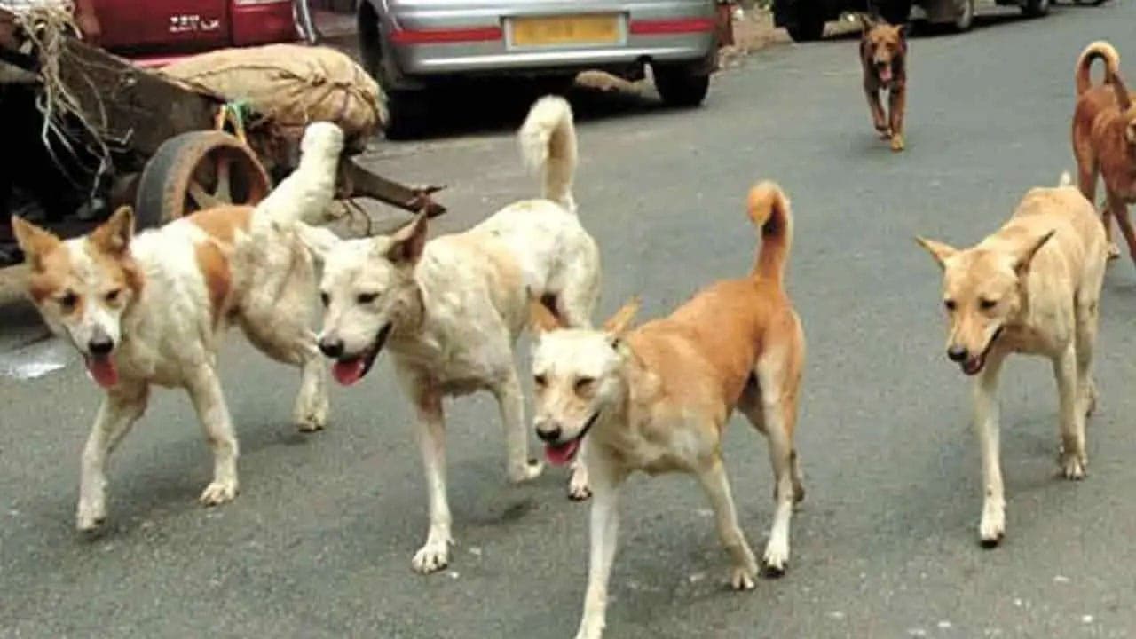 தெரு நாய்களின் உடலில் செலுத்தப்படவுள்ள மைக்ரோசிப்